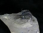 Spiny Walliserops Hammi Trilobite - Excellent Prep #22129-6